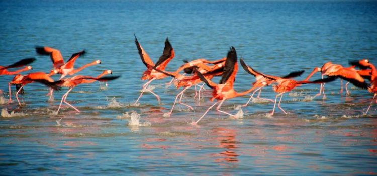 Flamingos