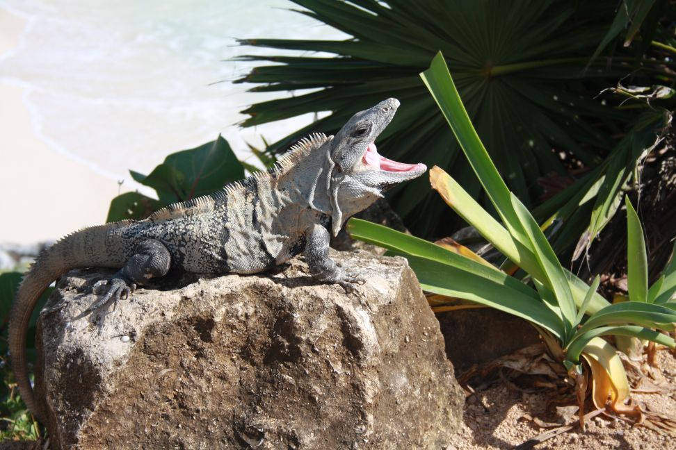 Leguan_Mit_Offenem_Maul_klein